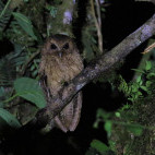 Rufescent screech owl in Colombia.