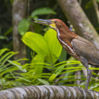 Rufescent tiger heron in Colombia
