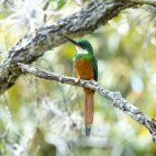Rufous tailed jacamar in Colombia