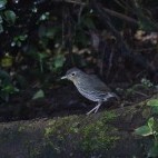 Santa Marta mountain antpitta in Colombia.