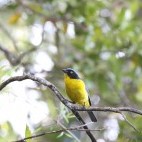 Santa Marta mountain tanager in Colombia.