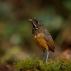 Scaled antpitta in Colombia.