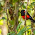 Scarlet-bellied mountain tanger in Colombia