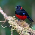 Scarlet-bellied mountain tanager in Colombia
