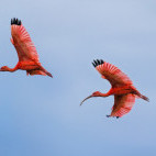 Scarlet ibis in Colombia.