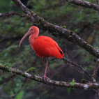 Scarlet ibis in Colombia.