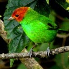 Bay heded tanager in Sierra de Santa Marta, Colombia.
