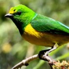 Blue-naped chlorophonia in Sierra de Santa Marta, Colombia.