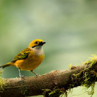 Silver-throated tanager in Colombia.