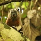 Silvery-brown bare face tamarin in Colombia.