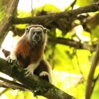 Silvery-brown bare-face tamarin in Colombia.