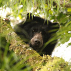 Spectacled bear in Colombia.