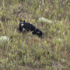 Spectacled bear in Colombia.