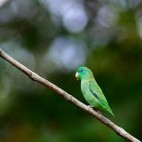 Spectacled parrotlet in Colombia