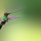 Sword-billed hummingbird in Colombia