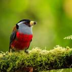 Toucan barbet in Colombia.