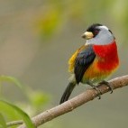 Toucan barbet in Colombia