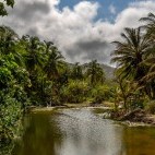 Palm forest and river in Tayrona National Park in Colombia