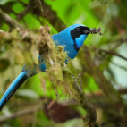 Turquoise jay in Colombia