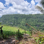 Guianan cock-of-the-rock in Colombia.