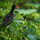 Wattled jacana in Colombia