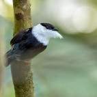 White-bearded manakin in Colombia
