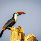 White-throated toucan in Colombia