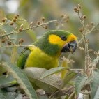 Yellow-eared parrot in Colombia