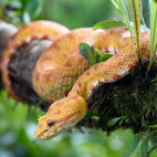 Adult eyelash pit viper in Costa Rica.