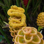 Adult eyelash pit viper in Costa Rica.