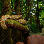 Adult eyelash pit viper in Costa Rica.
