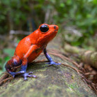 Strawberry blue jeans frog in Costa Rica.