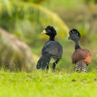Great curassow in Costa Rica