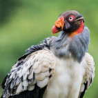 King vulture in Costa Rica