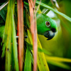 Yellow-naped parrot in Costa Rica