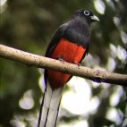 Baird's trogon in Costa Rica