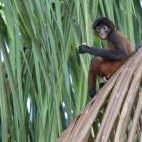Black-handed spider monkey in Corcovado National Park, Costa Rica.