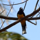 Black-headed trogon in Costa Rica.