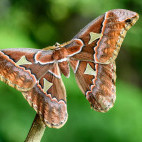 Adult giant silk moth in Costa Rica.