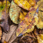 Adult silk moth in Costa Rica.