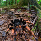 Costa Rican orange-kneed tarantula in Costa Rica.
