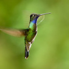 Magnificent hummingbird in Costa Rica.