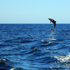 Bottlenose dolphin in Costa Rica