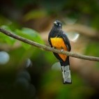 Trogon in Costa Rica