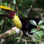 Chestnut-mandibled toucan in Costa Rica