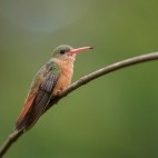 Cinnamon hummingbird in Costa Rica