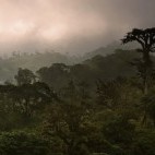 Cloud forest in Costa Rica