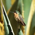 Purple-throated mountain gem in Costa Rica.