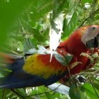 Scarlet macaw in Costa Rica.