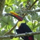 Black-manibled toucan in Costa Rica.